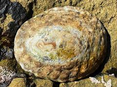 (Lottia Limpet) dorsal