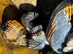 (California Mussel) colony