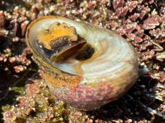 (Western Banded Tegula) ventral