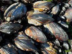 (California Mussel) colony