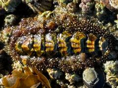 (California Spiny Chiton) dorsal