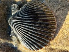 (Pacific Calico Scallop) external