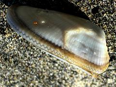 (Gould Beanclam) profile