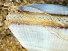 (Bean Clam Hydroid attached to Gould Beanclam)