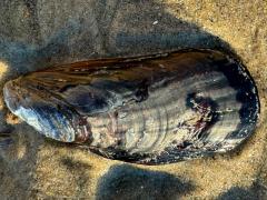 (California Mussel) external