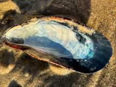 (California Mussel) internal