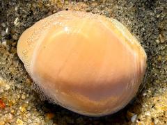 (Polinicinae Moon Snail) external