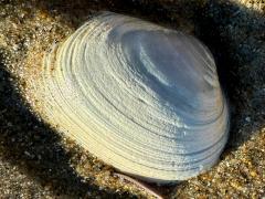 (California Butterclam) external