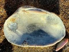 (California Butterclam) internal