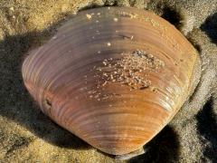 (Pismo Clam) dorsal