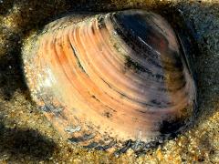 (Pismo Clam) external