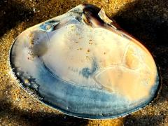 (Pismo Clam) internal