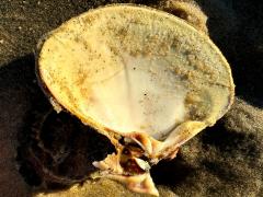 (Pismo Clam) ventral