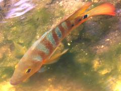 (Mayan Cichlid) swimming