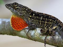 (Brown Anole) male dewlap