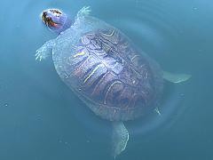 (Pond Slider) female