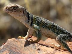 (Eastern Collared Lizard) female basking