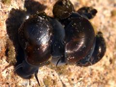 (Common Periwinkle) trio