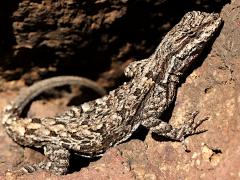 (Ornate Tree Lizard) lateral