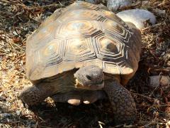 (Sonoran Desert Tortoise) female frontal