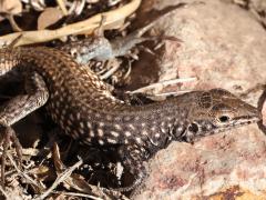 (Western Whiptail) lateral