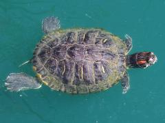 (Pond Slider) female dorsal