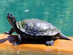 (Pond Slider) male basking