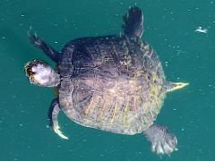 (Pond Slider) female dorsal