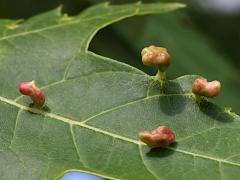 Maple Bladdergall Mite upperside galls on Silver Maple