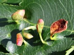 Black Cherry Leaf Gall Mite upperside galls on Black Cherry