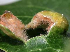 (Oak Blister Gall Mite) open gall on Bur Oak