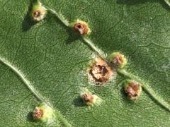 (Ash Bead Gall Mite) underside galls on Green Ash