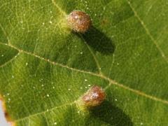 (Eriophyidae Gall Mite) upperside galls on River Birch