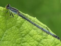 (Water Mite) (Eastern Forktail)