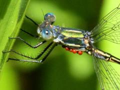 (Water Mite) (Emerald Spreadwing)