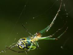 (Orchard Orbweaver) female