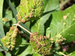 (Poison Ivy Leaf Mite) leaf galls on Poison Ivy