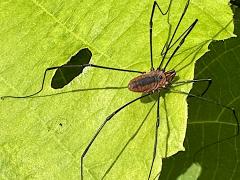 (Eastern Harvestman) dorsal