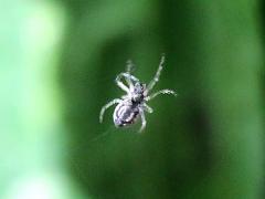 (Orchard Orbweaver) dorsal