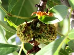 Ash Key Gall Mite galls on Green Ash