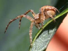 (Spotted Orbweaver) lateral