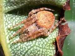 (Spotted Orbweaver) yoga