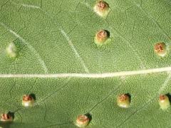 (Ash Bead Gall Mite) underside galls on Green Ash