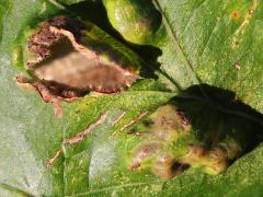 (Oak Blister Gall Mite) open gall on Bur Oak