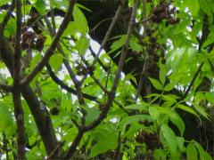 (Ash Key Gall Mite) galls on Green Ash