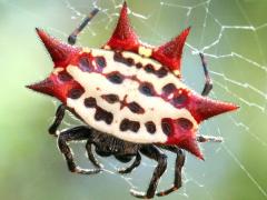 (Spinybacked Orbweaver) female