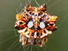 (Asian Spinybacked Orbweaver) female