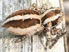 (Langona Jumping Spider) lateral