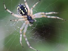 (Bordered Orbweaver) ventral