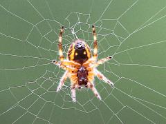 (Neoscona Spotted Orbweaver) ventral